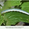 anthocharis cardamines pyatigorsk larva5b